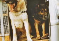 Fotografie Gerhard van Laars treue Begleiter (Hunde).